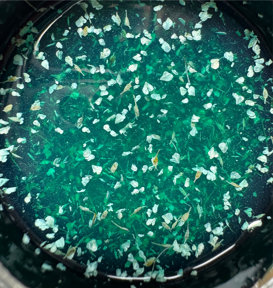 Flower glass BG CorionS 10 / H&T free 50 g