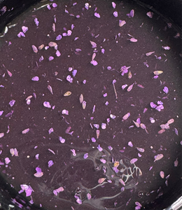 Flower glass BG CorionS 09/ T&H free 50g