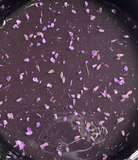 Flower glass BG CorionS 09/ T&H free 50g